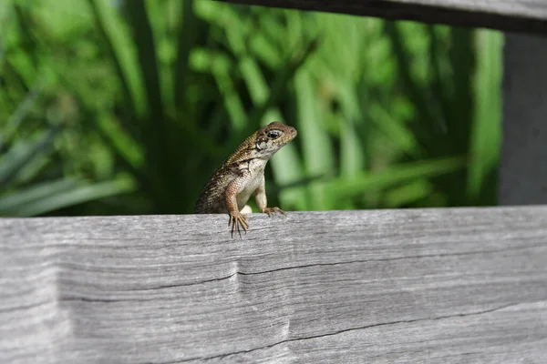 Curious Little Brown Frog Looking Side Its Little Hands Wooden — Stock Photo, Image