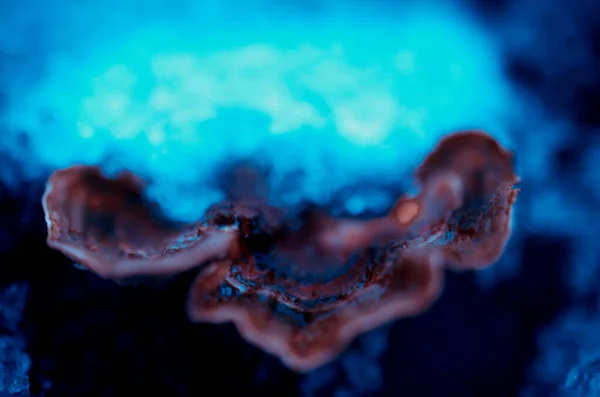 Ένα Κοντινό Πλάνο Του Πάγου Μύκητα Βραχίονα Ιδανικό Για Φόντο — Φωτογραφία Αρχείου