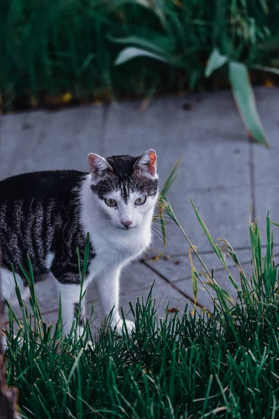 Ett Vertikalt Skott Söt Tamkatt Tittar Noga Insekter Grönt Gräs — Stockfoto