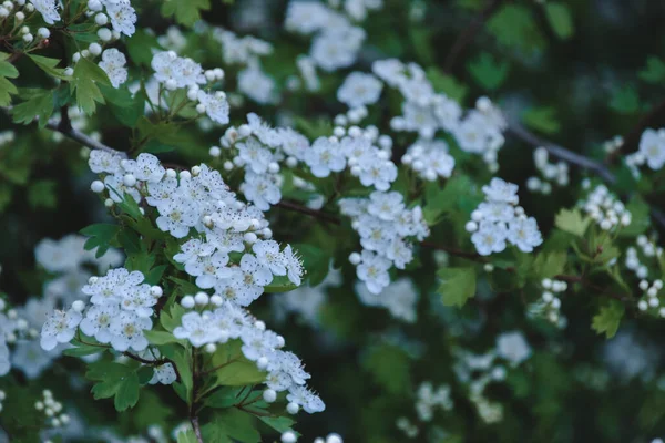 Прекрасний Вид Квіти Алісуми Саду — стокове фото