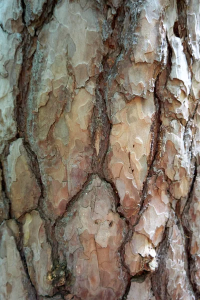 Close Shot Tree Trunk — Stock Photo, Image