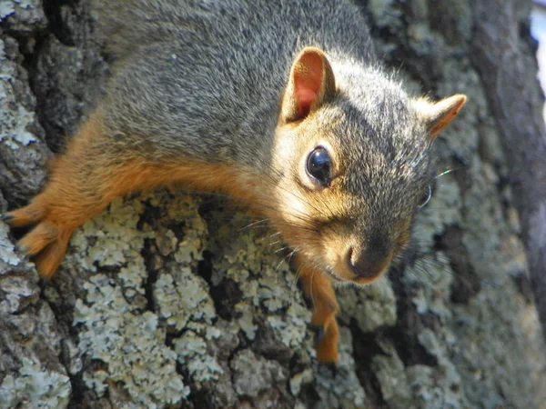 Rogers Förenade Staterna Dec 2013 Arkansas Gray Squirrel Tittar Mig — Stockfoto