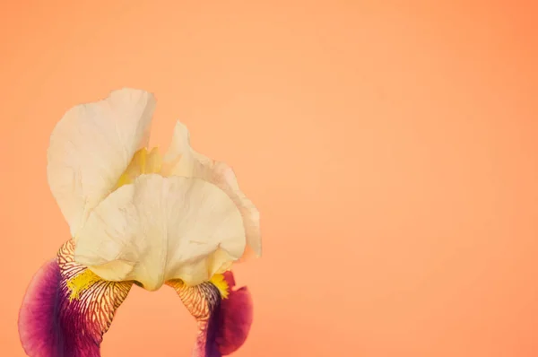 Detailní Záběr Bílé Duhovky Květiny Kopírovacím Prostorem Izolované Oranžovém Pozadí — Stock fotografie