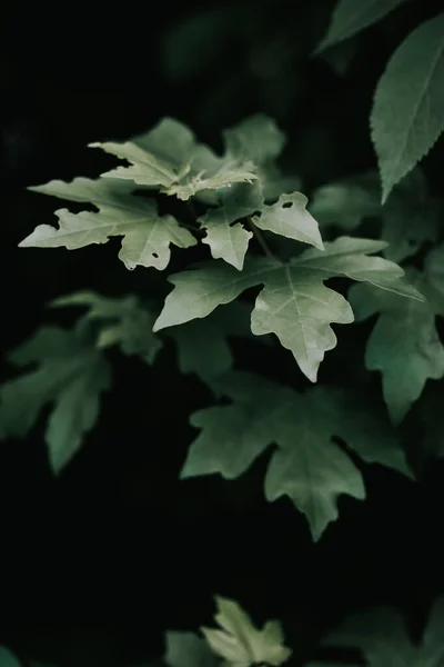 Vertical Shot Green Leaves Dark Background — Stock Photo, Image