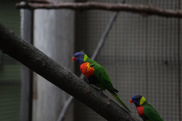 Detailní Záběr Papoušků Usazených Zoologické Zahradě Toreka Kansasu Usa — Stock fotografie