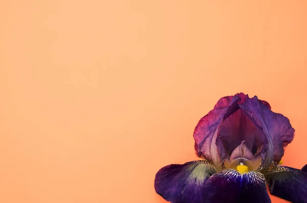 Detailní Záběr Fialové Duhovky Květ Kopírovacím Prostorem Izolované Oranžovém Pozadí — Stock fotografie