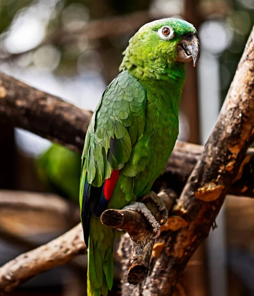 Ujęcie Papugi Drzewie — Zdjęcie stockowe