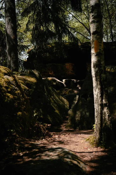 Tiro Vertical Rocas Cubiertas Árboles Con Musgo Bosque — Foto de Stock