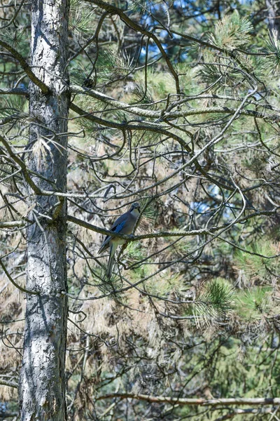 Вертикальный Снимок Птицы Сойки Сидящей Сосновом Метре — стоковое фото