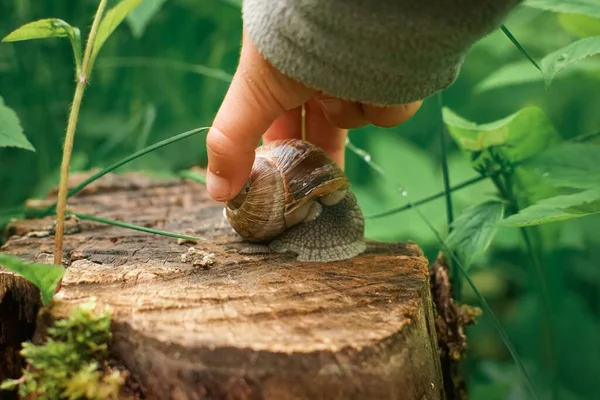 Een Close Van Een Kind Neemt Een Slak Van Een — Stockfoto