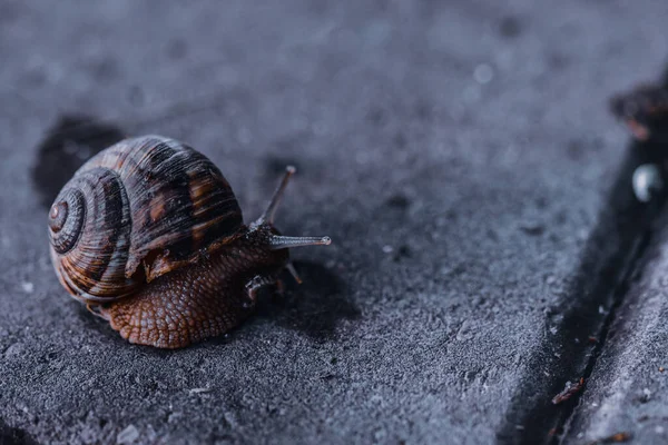 蜗牛爬行在混凝土表面的特写镜头 — 图库照片