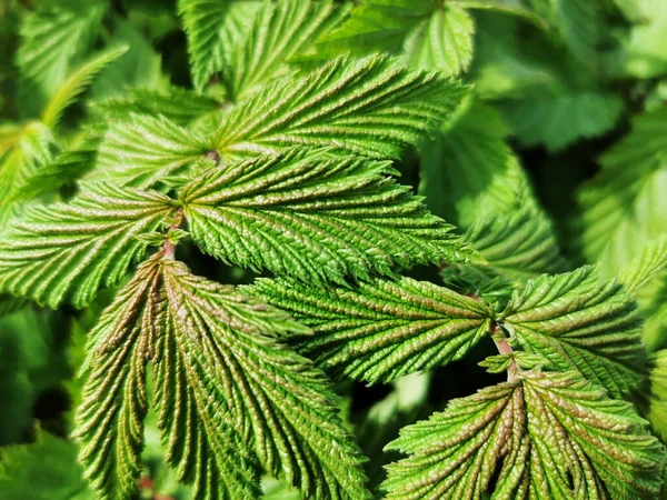 Close Plantas Verdes — Fotografia de Stock