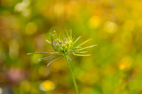 Primer Plano Brote Flores Amor Una Niebla Campo Bajo Luz —  Fotos de Stock