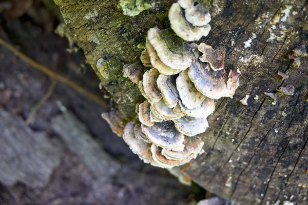 Coup Champignons Sur Tronc Arbre — Photo