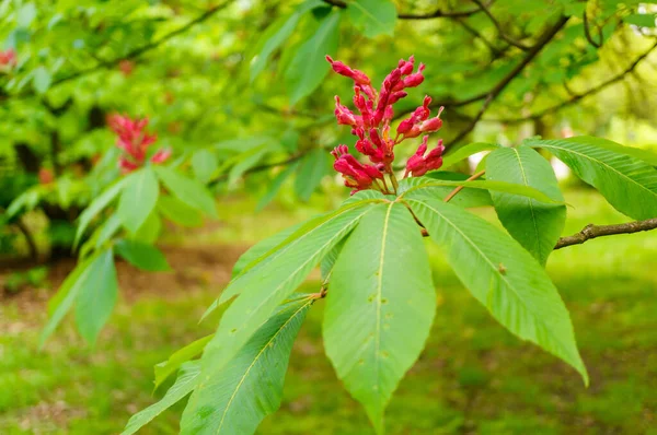 Kırmızı Buckeye Aesculus Pavia Çiçeklerinin Yakın Çekimi — Stok fotoğraf