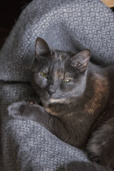 灰色の猫の縦のクローズアップショット — ストック写真