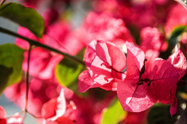 Eine Nahaufnahme Blühender Roter Bougainvillea Blumen Einem Garten Sonnenlicht — Stockfoto