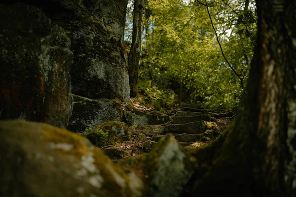 Primo Piano Rocce Alberi Ricoperti Muschio Una Foresta — Foto Stock