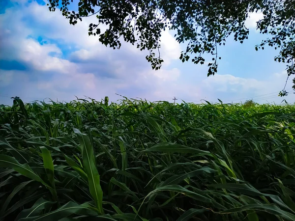青空の下で畑の美しいショット — ストック写真