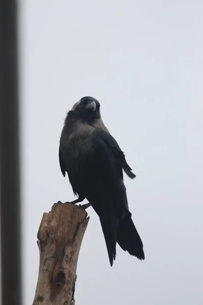 一只黑色乌鸦栖息在模糊的背景下的树枝上 — 图库照片