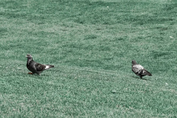 Primer Plano Dos Palomas Grises Campo Herboso —  Fotos de Stock