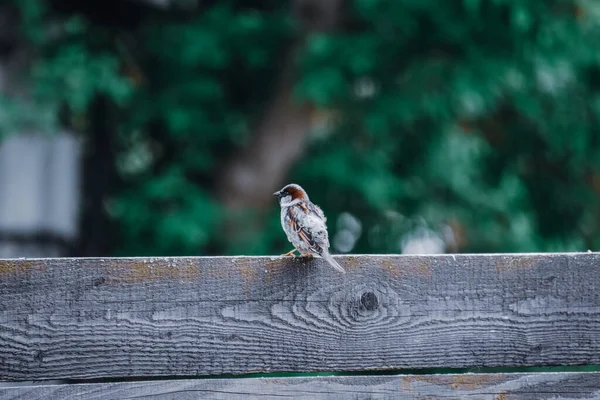 一只麻雀栖息在木制挡泥板上 — 图库照片