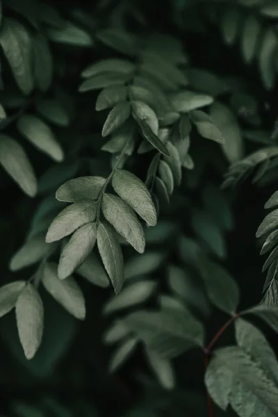 Ένα Κάθετο Πλάνο Από Πράσινα Φύλλα — Φωτογραφία Αρχείου