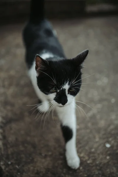 Eine Nahaufnahme Einer Neugeborenen Katze — Stockfoto