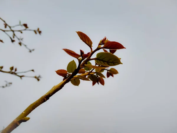 Primer Plano Una Rama Árbol Día Sombrío — Foto de Stock