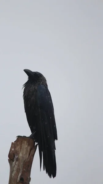 Cuervo Negro Posado Sobre Una Rama Árbol Sobre Fondo Borroso —  Fotos de Stock