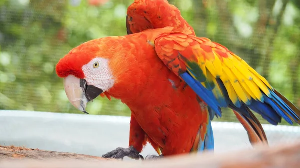 Loro Guacamayo Escarlata Con Plumaje Rojo Alas Coloridas — Foto de Stock