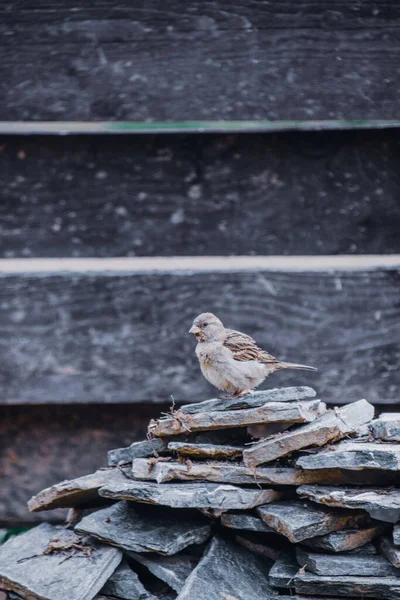 麻雀栖息在一堆木板上 — 图库照片