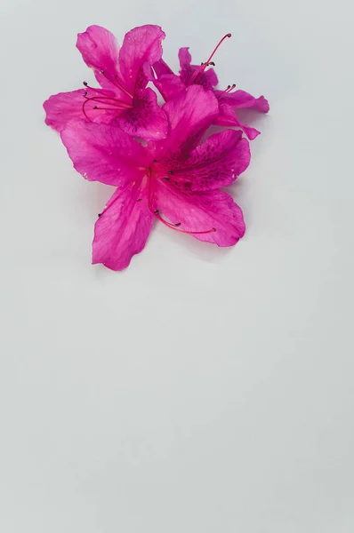 Detailní Záběr Jemné Růžové Květy Azalky Izolované Pastelově Šedém Povrchu — Stock fotografie