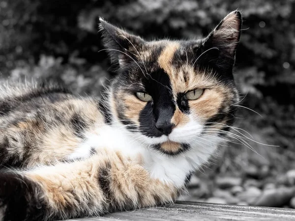 Retrato Gato Calico Convés Madeira Olhando Para Câmera — Fotografia de Stock