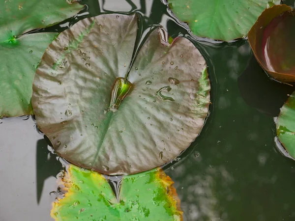 Photo Water Lilies Floating Lake Top View — Stock Photo, Image