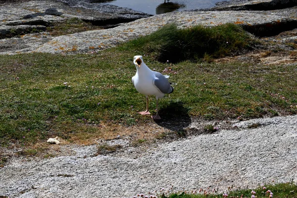 フランス語で草の中の海鳥ブルターニュ ギルビネツ — ストック写真