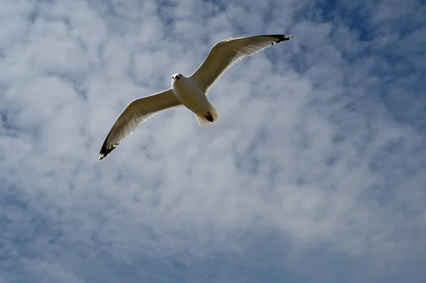 Oiseau Volant Bretagne Guilvinec — Photo