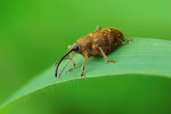 Gros Plan Petit Charançon Long Nez Sur Brin Herbe — Photo