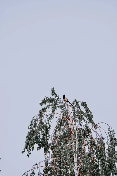 Eine Vertikale Aufnahme Eines Vogels Auf Der Spitze Eines Baumes — Stockfoto
