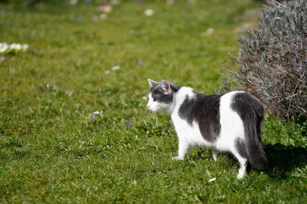 庭でふわふわの白灰色の猫狩り — ストック写真