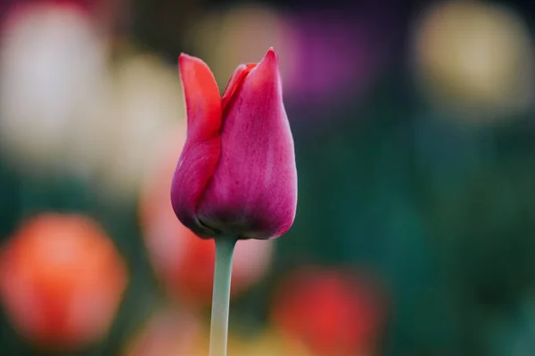 Výběrový Snímek Uzavřeného Růžového Tulipánu — Stock fotografie