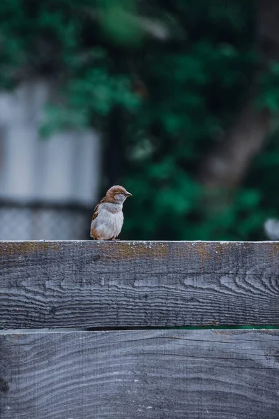 Selektiver Fokus Eines Braunen Sperlings Der Auf Einer Holzoberfläche Hockt — Stockfoto