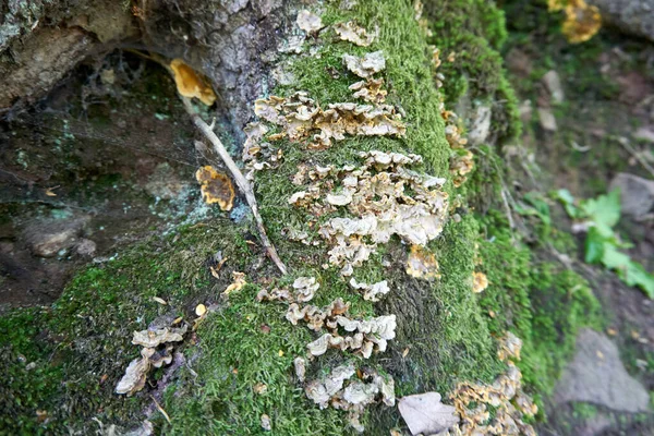 Shot Mushrooms Tree Trunk — Stock Photo, Image