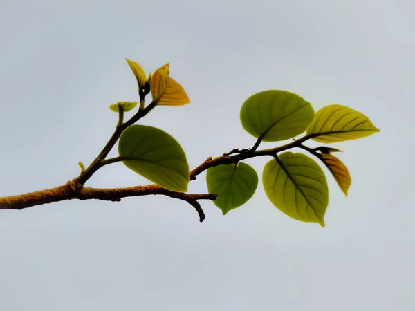 Närbild Trädgren Dyster Dag — Stockfoto