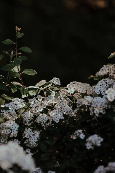 Gros Plan Belles Fleurs Alyssum Dans Jardin — Photo