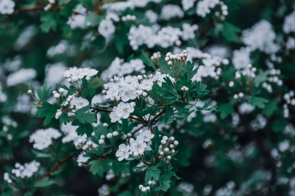 Virágos Galagonya Cserje Fehér Virágokkal — Stock Fotó