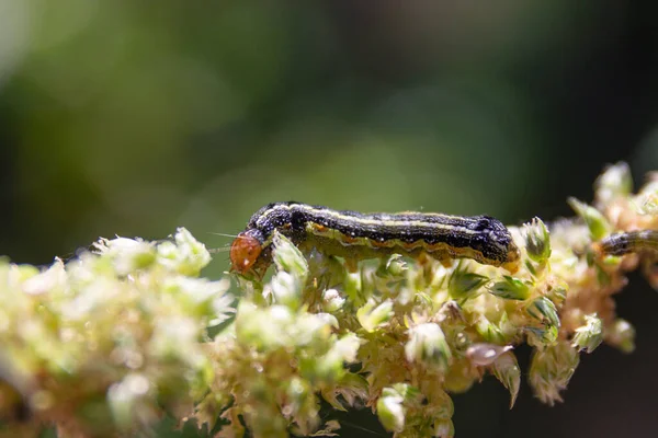 Primer Plano Una Oruga Arrastrándose Sobre Flores Campo Bajo Luz — Foto de Stock