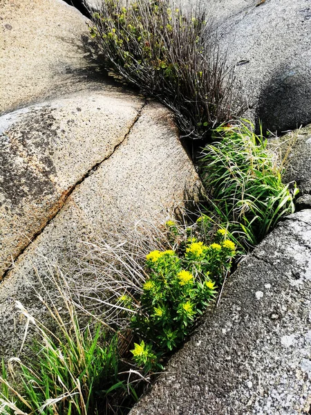 Detailní Záběr Zlaté Alyssum — Stock fotografie