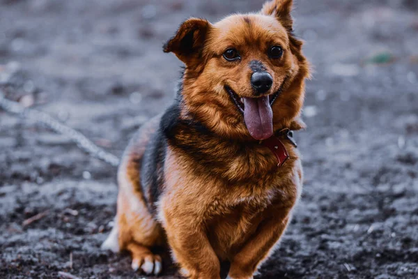 Dilini Çıkarmış Sevimli Bir Köpeğin Yakın Plan Fotoğrafı — Stok fotoğraf