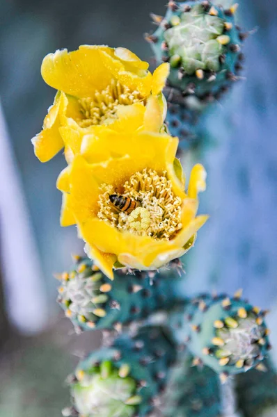 Una Toma Vertical Brotes Flores Pera Espinosa Jardín Con Fondo — Foto de Stock